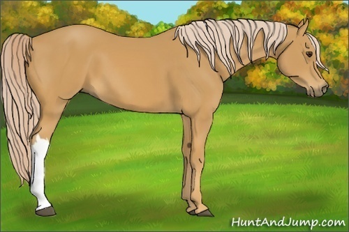 Horse Color: Palomino 
