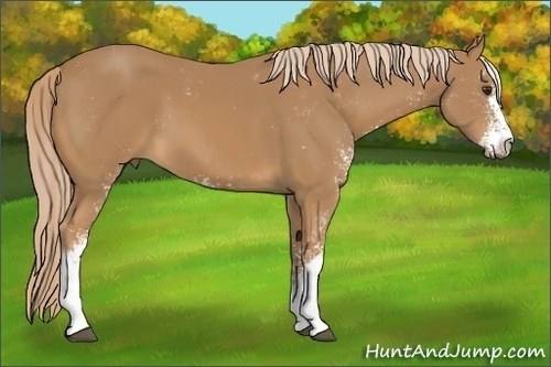 Horse Color: Chestnut Sabino 