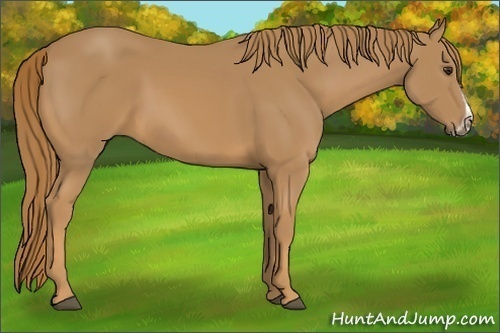 Horse Color: Chestnut Frame 
