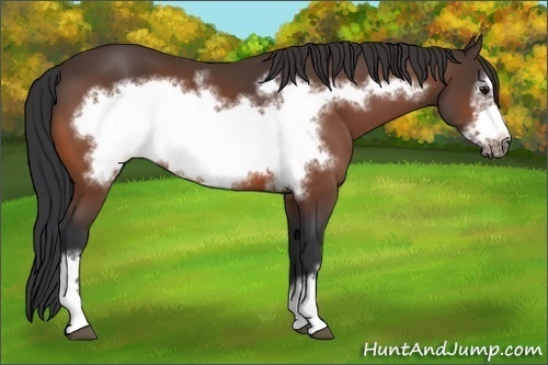 Horse Color: Bay Frame 