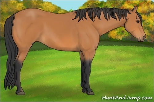 Horse Color: Bay Frame 