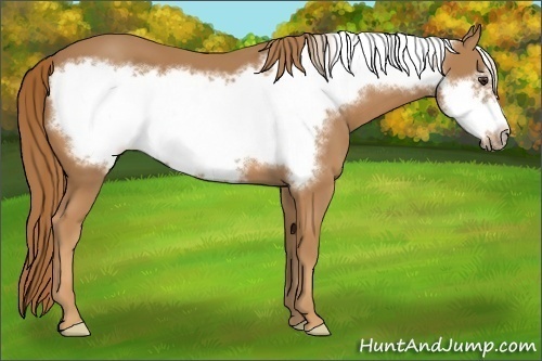 Horse Color: Chestnut Frame 