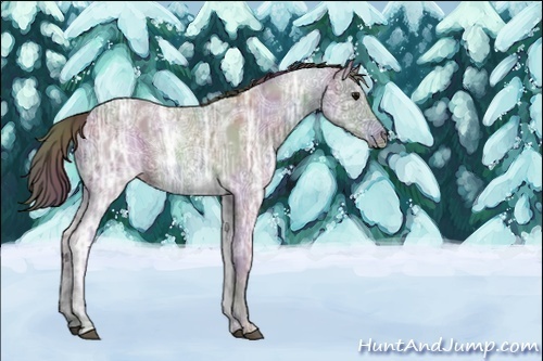 Horse Color:Unknown 