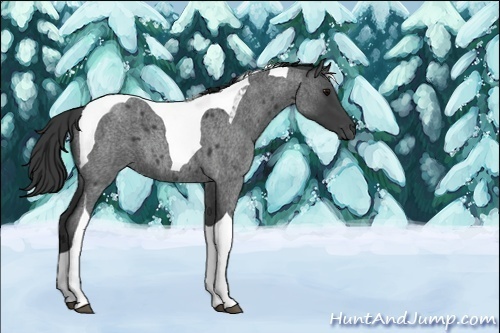 Horse Color:Unknown 