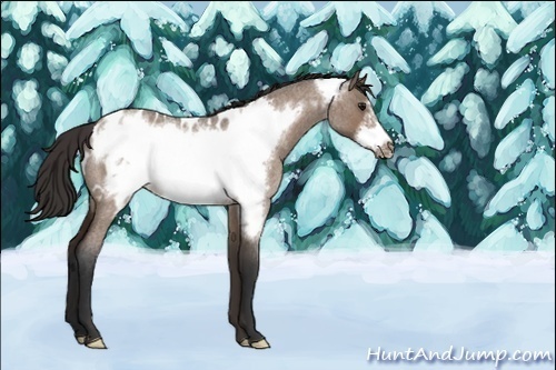 Horse Color:Unknown 