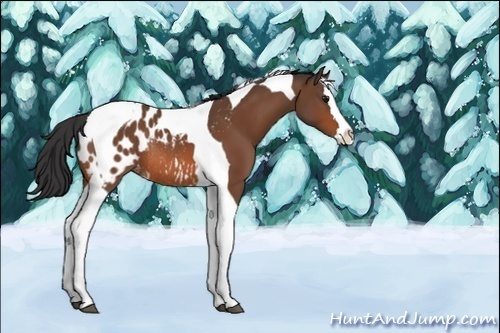 Horse Color:Unknown 
