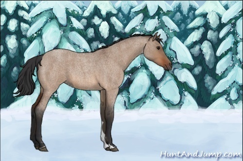 Horse Color:Unknown 