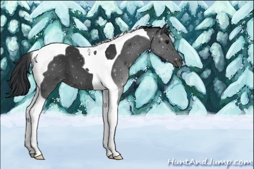 Horse Color:Unknown 