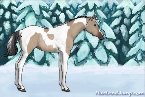 Horse Color:Unknown 