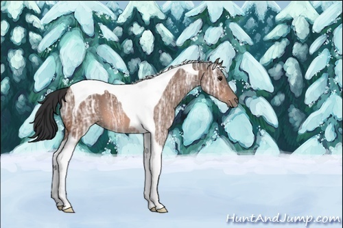 Horse Color:Unknown 