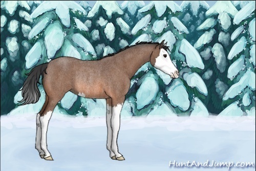 Horse Color:Unknown 
