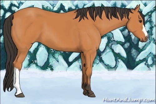 Horse Color:Bay 