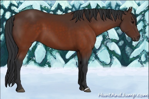 Horse Color:Brown 