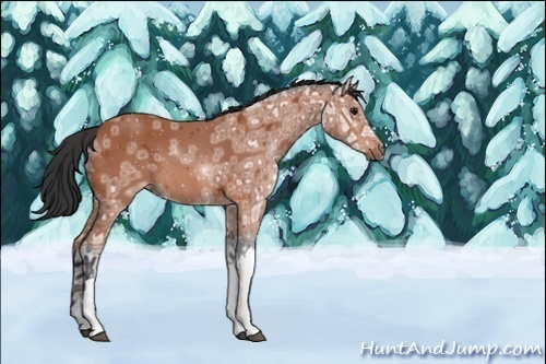 Horse Color:ERROR: UNKNOWN ANOMALY