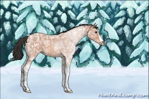 Horse Color:ERROR: UNKNOWN ANOMALY