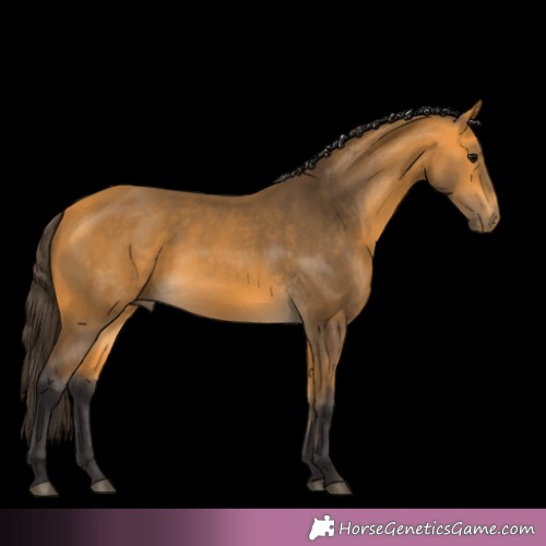 Horse Color:Buckskin 