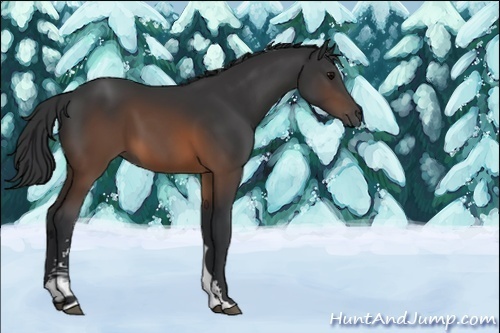Horse Color:Brown Sabino 