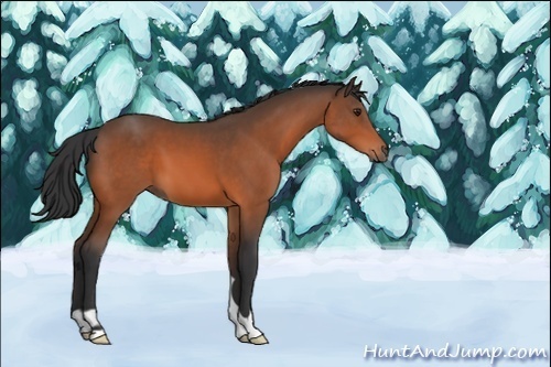 Horse Color:Brown 