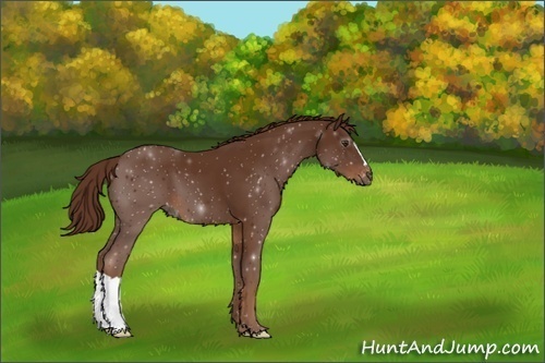 Horse Color:Gray Chestnut Appaloosa 