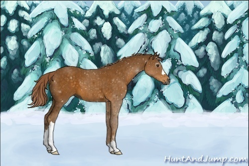 Horse Color:Unknown 