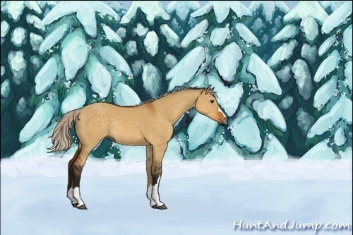 Horse Color:Unknown 
