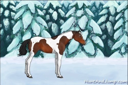 Horse Color:Unknown 