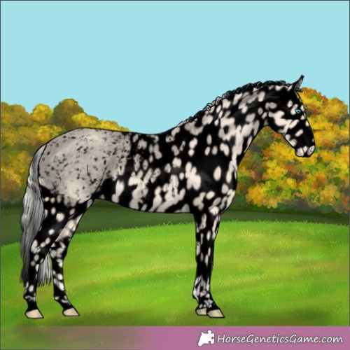 Horse Color:Void Cremello Appaloosa 