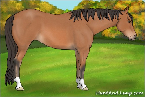 Horse Color: Bay Roan 