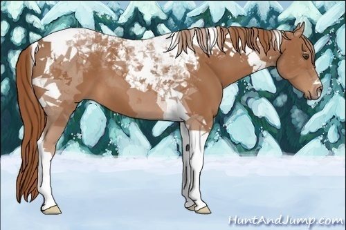 Horse Color:Chestnut Tobiano 