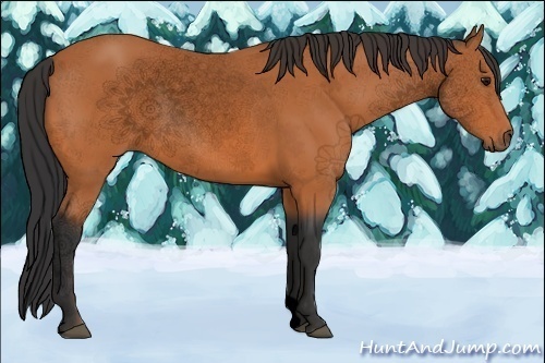 Horse Color:Void Bay 