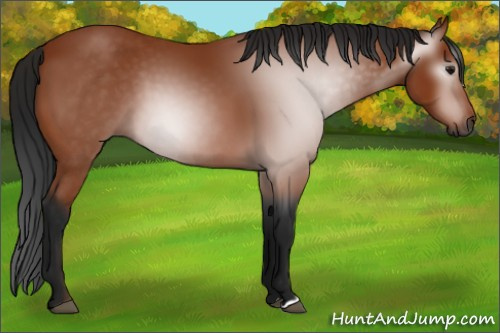 Horse Color:Unknown 
