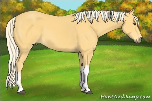 Horse Color: Palomino 