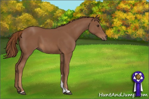 Horse Color:Unknown 