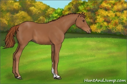 Horse Color:Unknown 