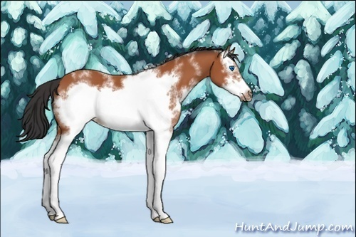 Horse Color:Unknown 