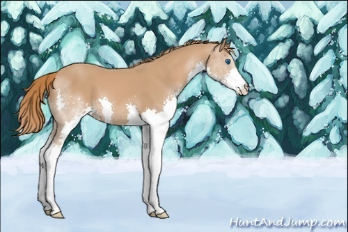 Horse Color:Unknown 