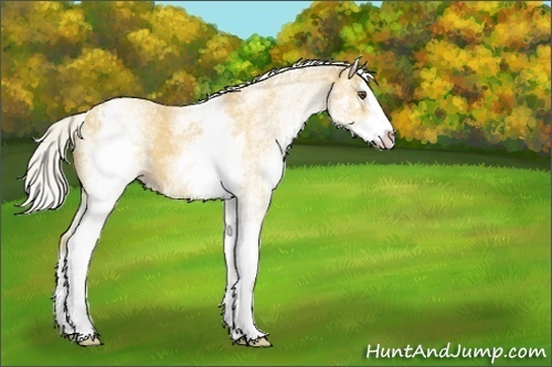 Horse Color:Unknown 