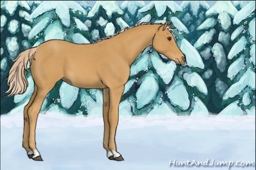 Horse Color:Unknown 