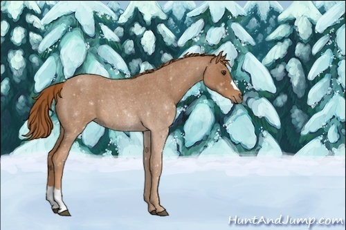 Horse Color:Unknown 