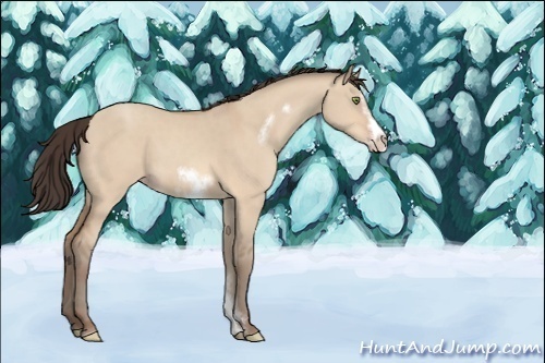 Horse Color:Unknown 