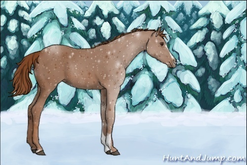 Horse Color:Unknown 