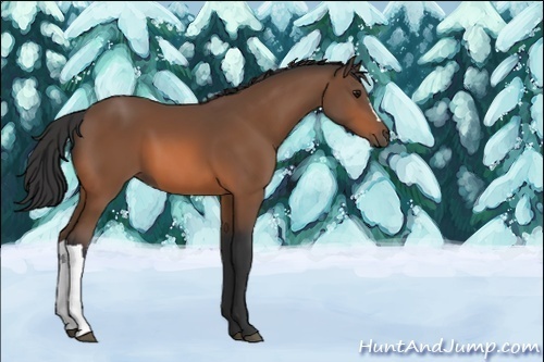 Horse Color:Unknown 