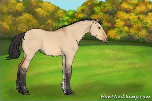 Horse Color:Unknown 