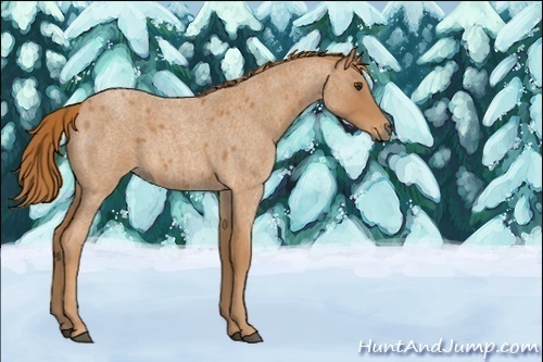 Horse Color:Unknown 