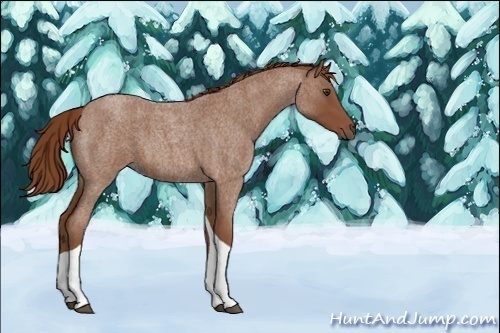 Horse Color:Unknown 