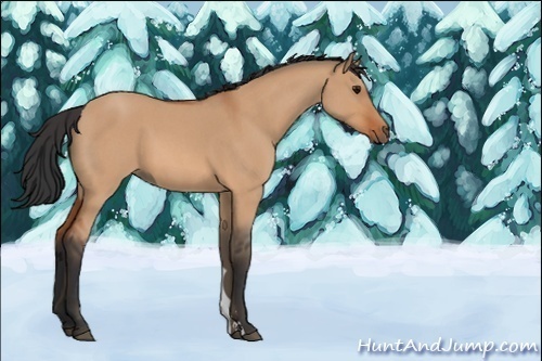 Horse Color:Unknown 