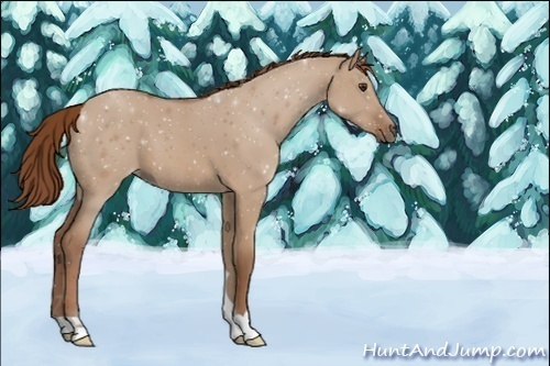 Horse Color:Unknown 