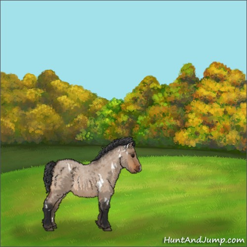Horse Color:Unknown 