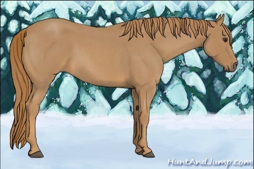 Horse Color:Red Roan 