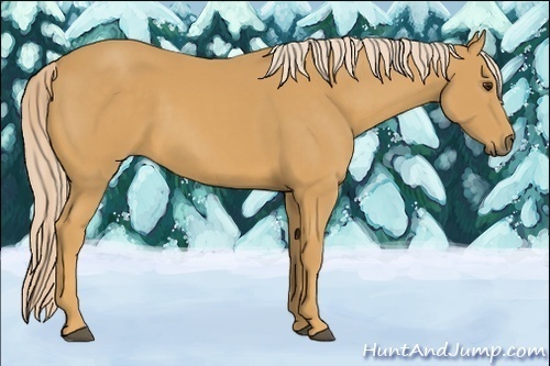 Horse Color:Palomino 